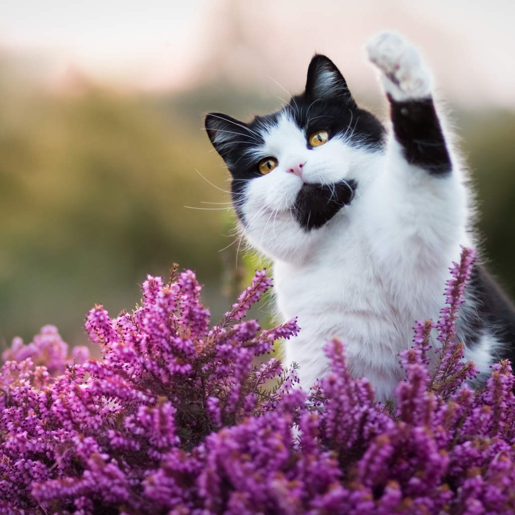 Красивый черно белый кот сидит в розовых цветах
