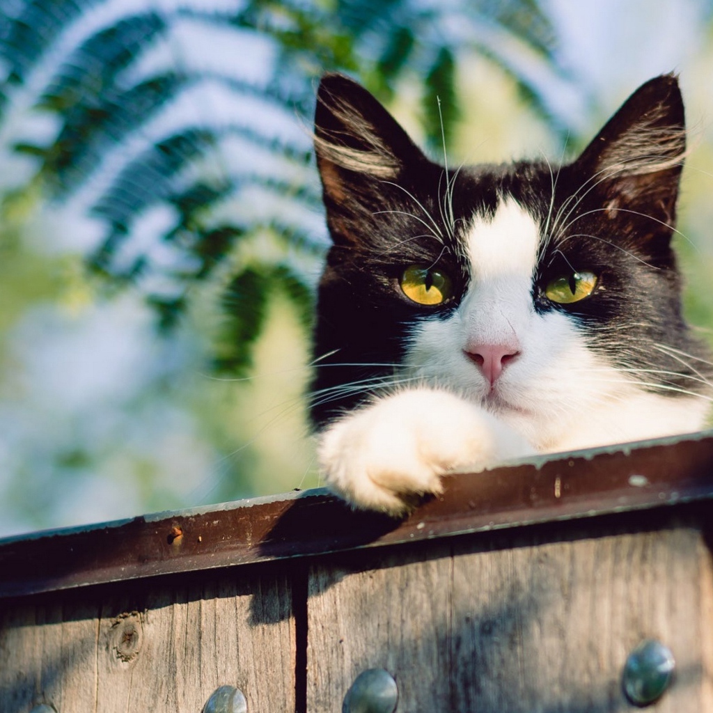 Красивый черно белый кот с желтыми глазами на заборе 
