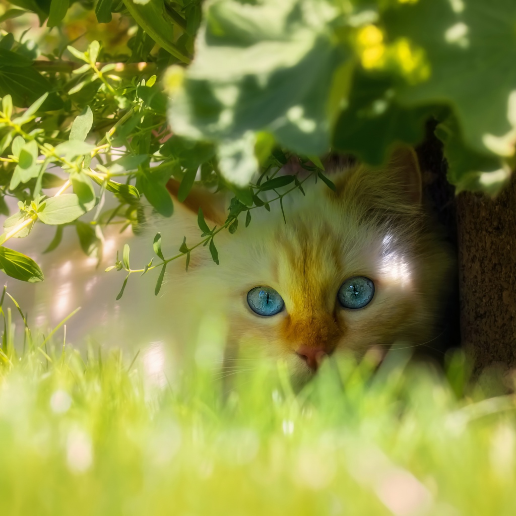 Beautiful blue-eyed cat is sitting in the green grass.