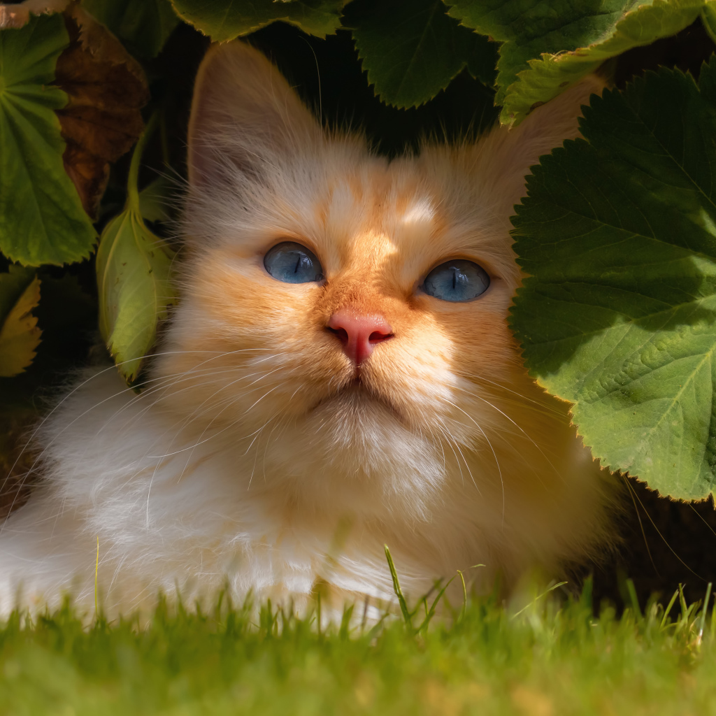 Красивый голубоглазый кот сидит на зеленой траве в зеленых листьях