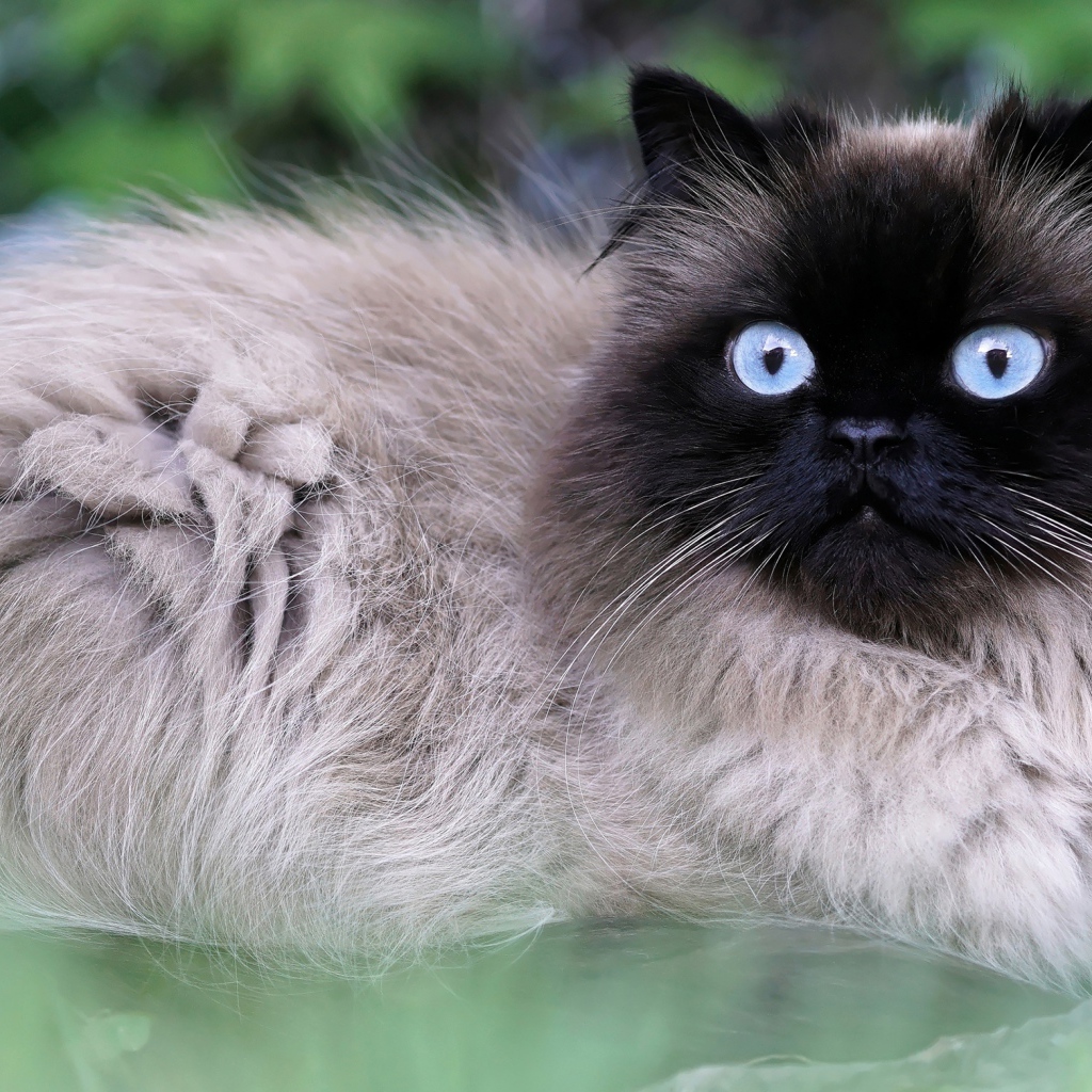 Красивый голубоглазый породистый сиамский кот 