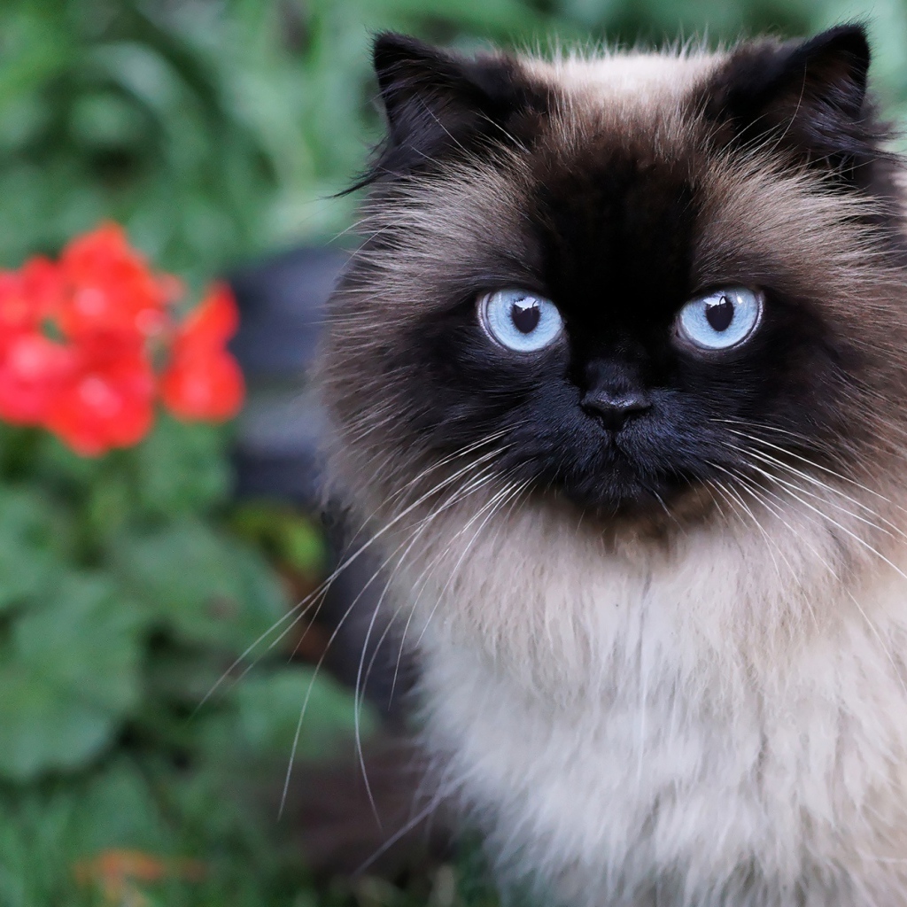 Красивый пушистый голубоглазый кот 