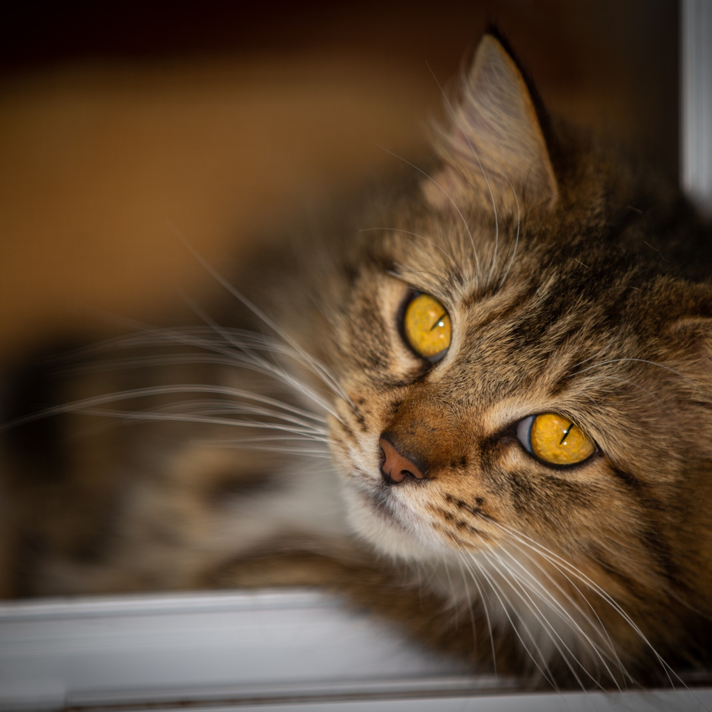 Красивый пушистый серый кот с желтыми глазами