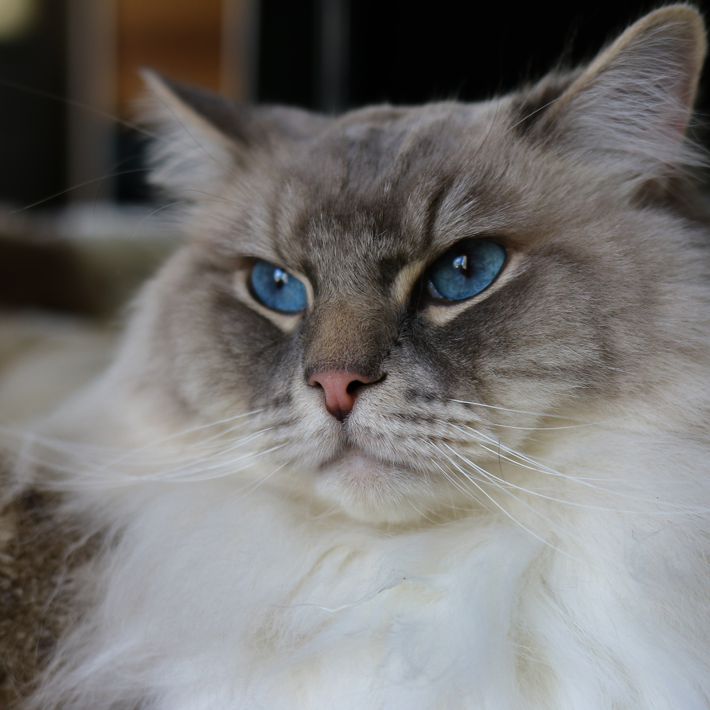 Красивая пушистая породистая кошка с голубыми глазами