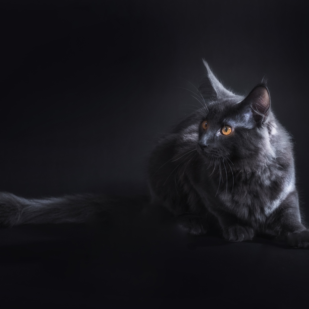 Красивый серый кот породы мейн кун на сером фоне