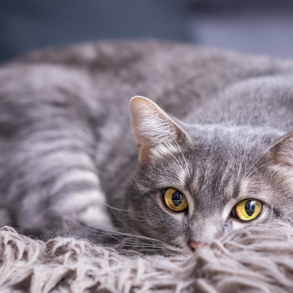 Красивый серый кот лежит на покрывале 