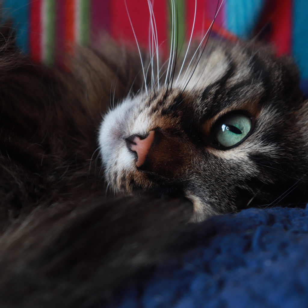 Красивый серый кот с зелеными глазами лежит на кровати