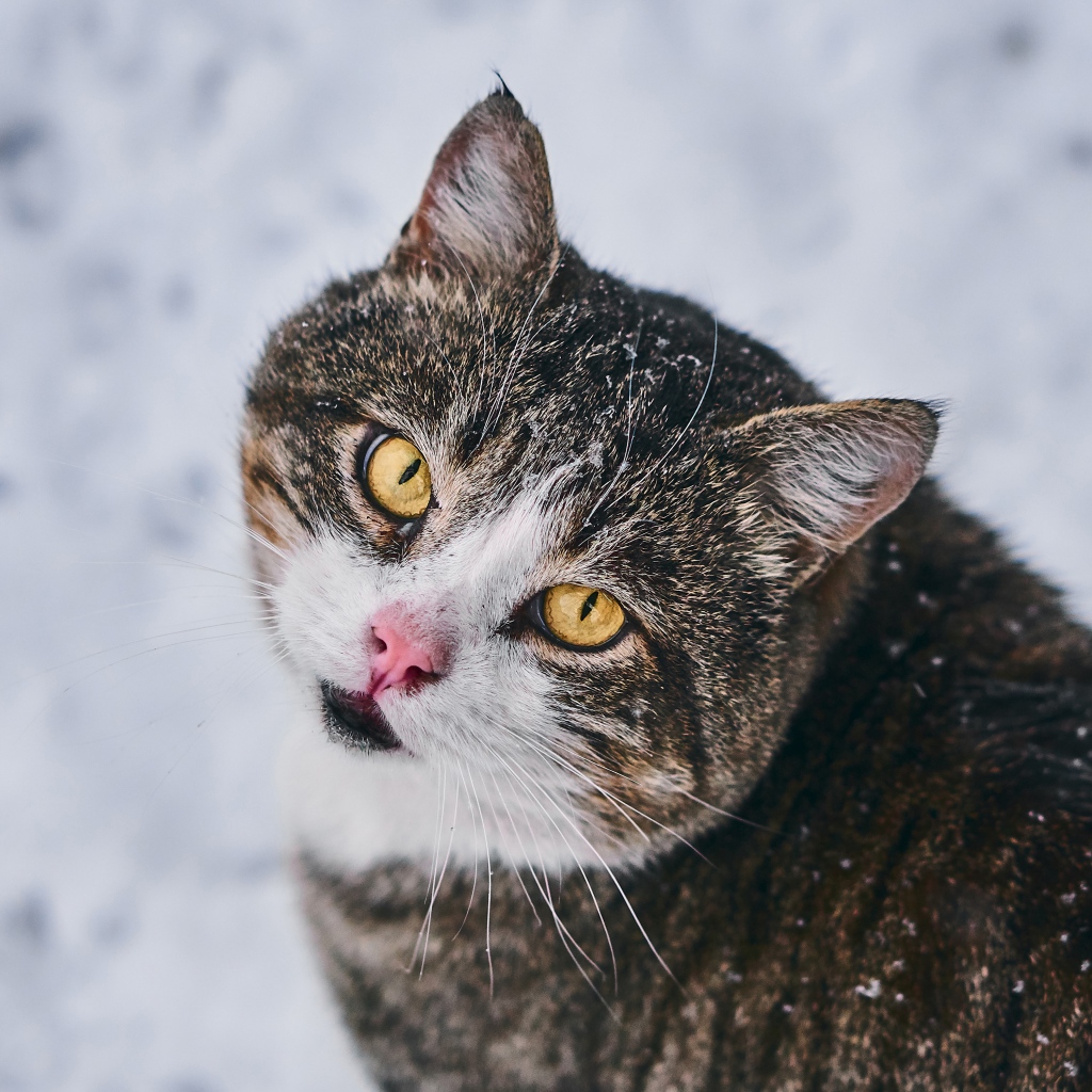 Красивый серый кот с желтыми глазами