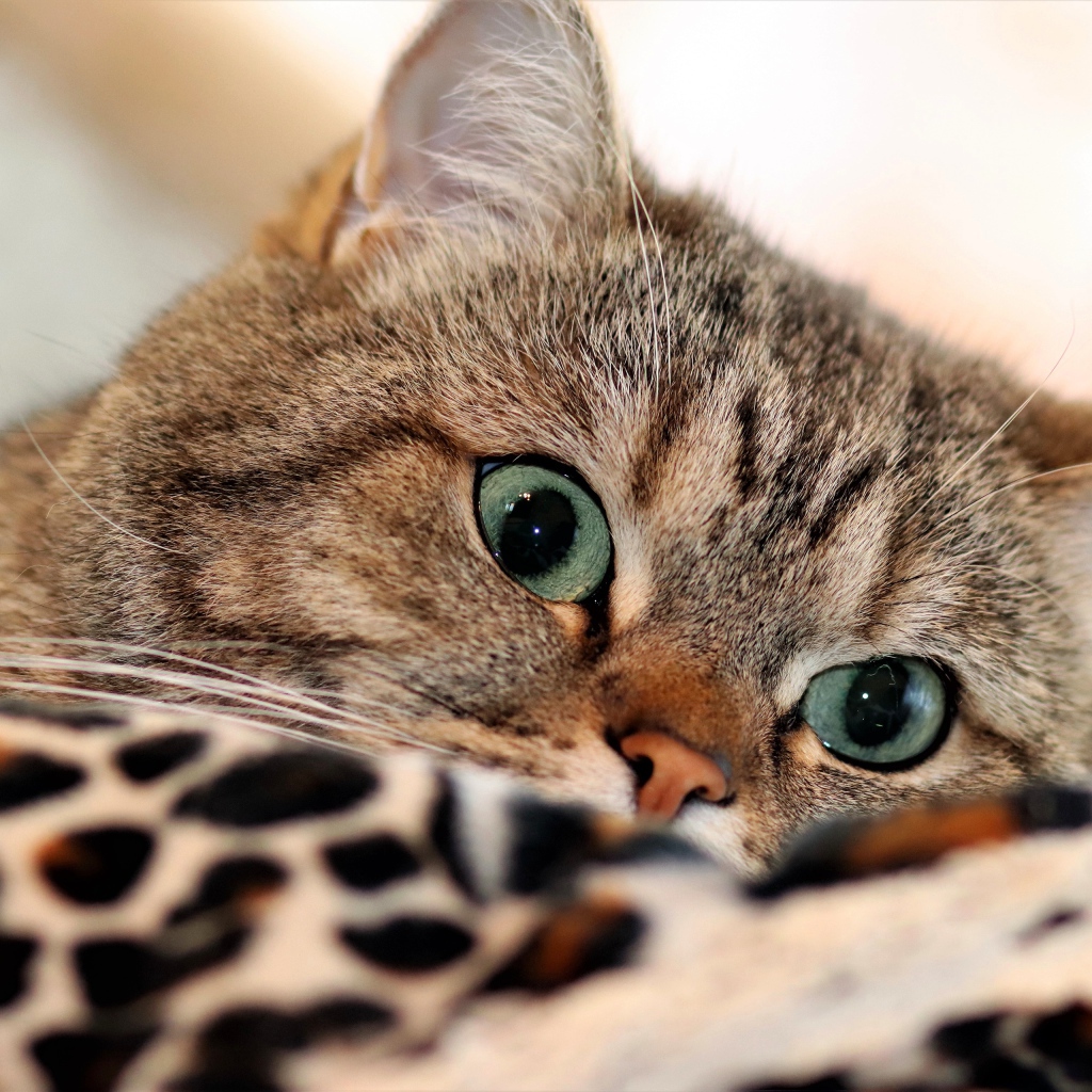 Красивый серый породистый  кот с зелеными глазами лежит на кровати