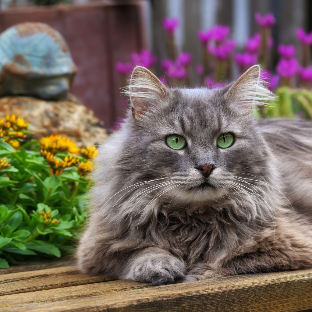 Красивый зеленоглазый кот лежит на деревянной лавке