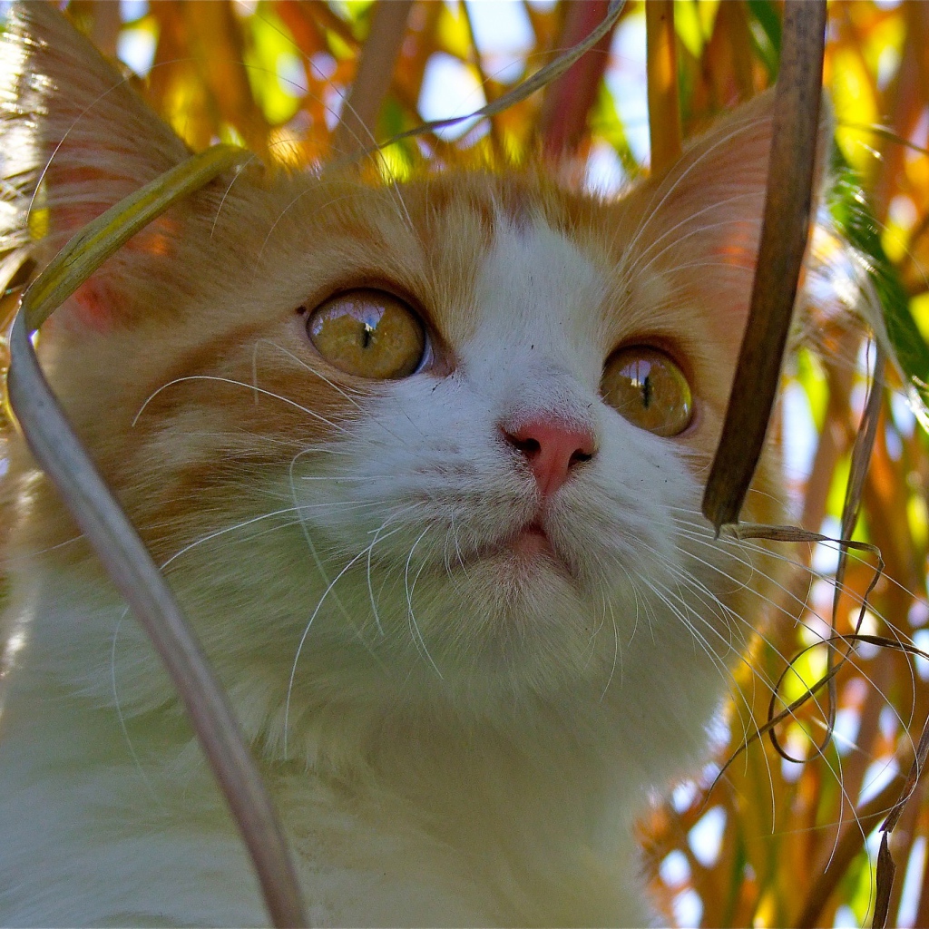 Красивый котенок с желтыми глазами сидит в траве