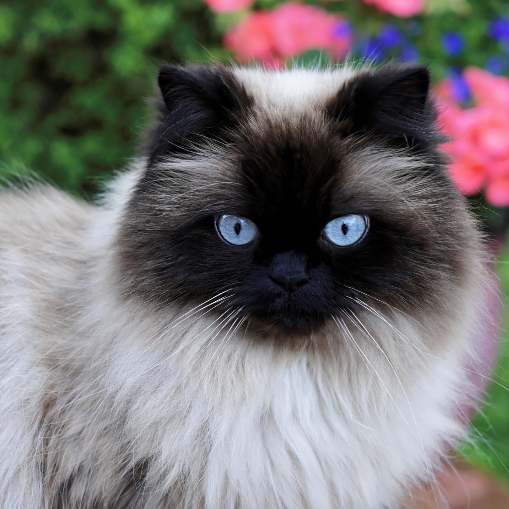 Красивая породистая сиамская кошка с голубыми глазами