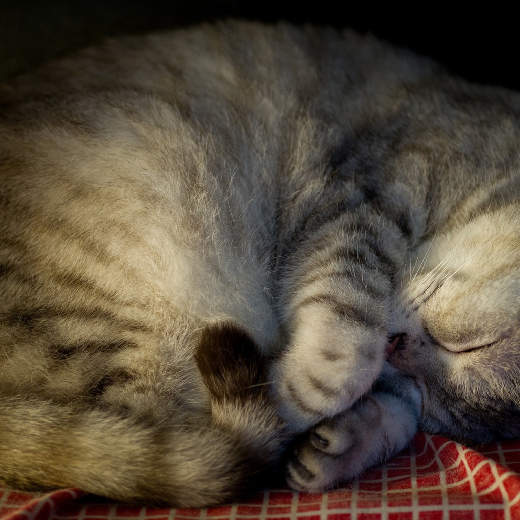 Красивый породистый серый кот спит на покрывале