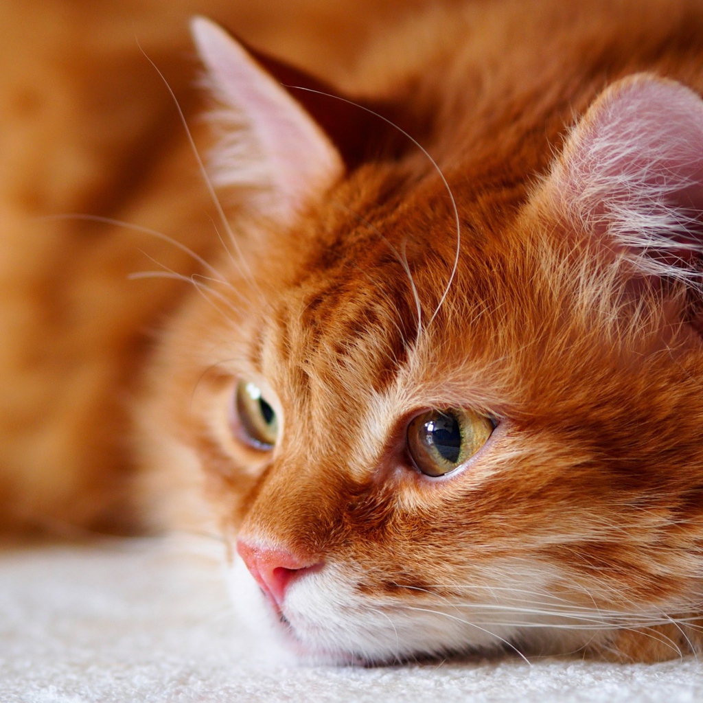 Красивый рыжий кот лежит на белом покрывале 