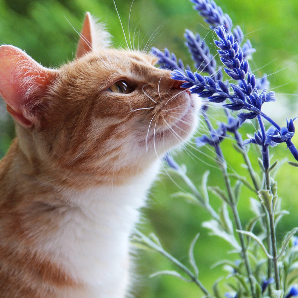 Красивый рыжий кот нюхает синие цветы