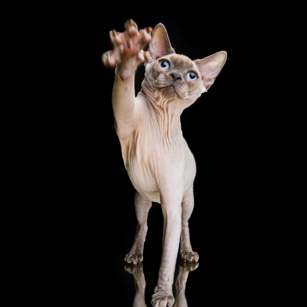 Красивый кот породы Сфинкс тянет лапу на черном фоне