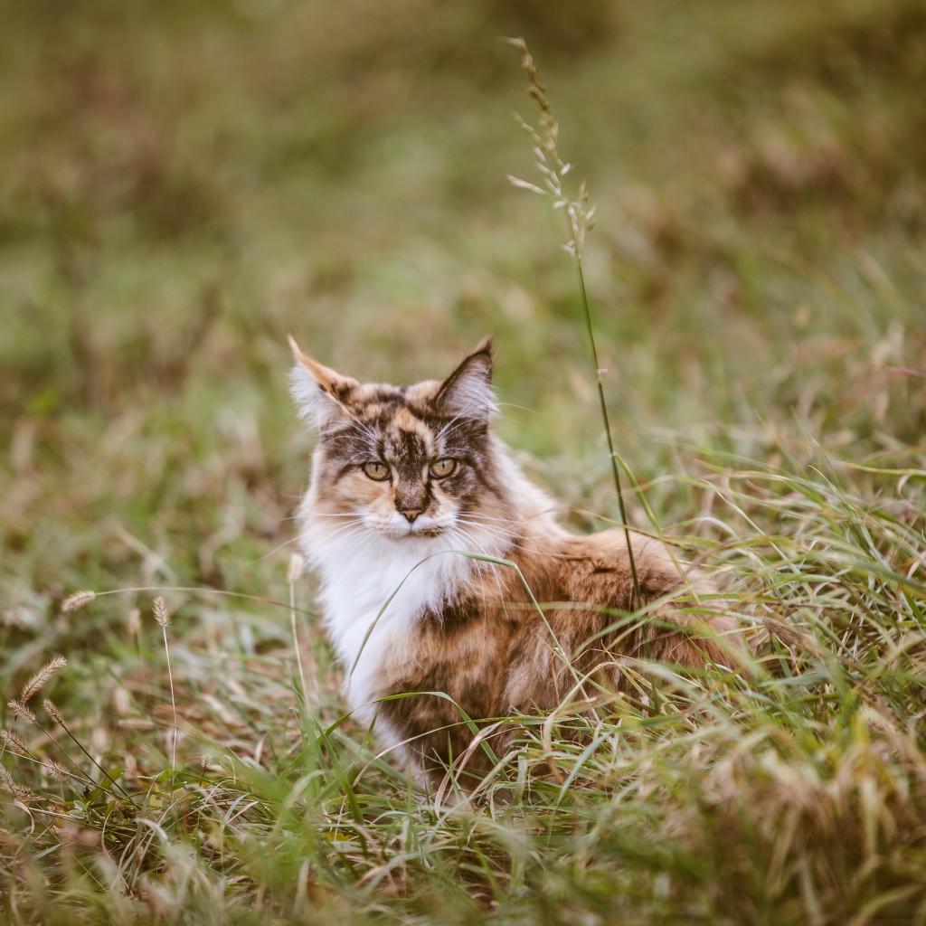 Красивая трехцветная кошка сидит в зеленой траве