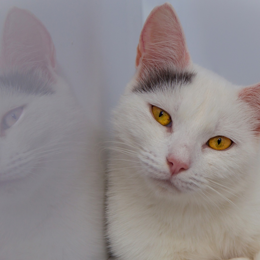 Красивый белый кот с желтыми глазами отражается в стене 