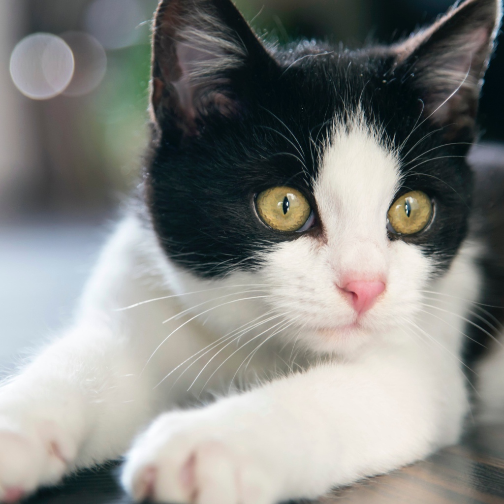 Красивый белый с черным котенок с желтыми глазами