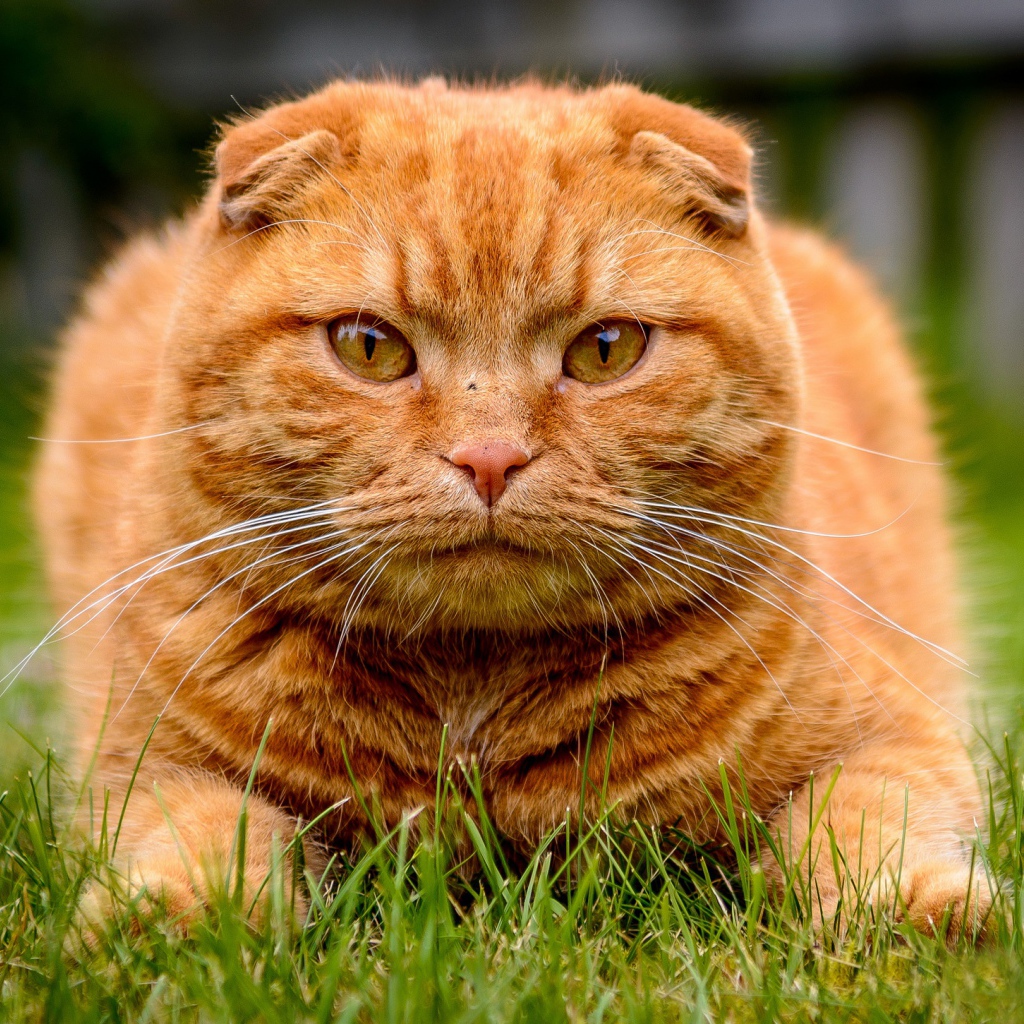 Большой красивый рыжий кот лежит на зеленой траве