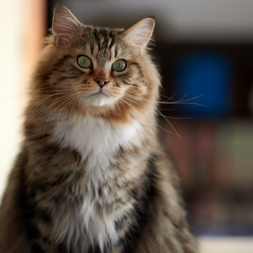 Большой пушистый кот с зелеными глазами 