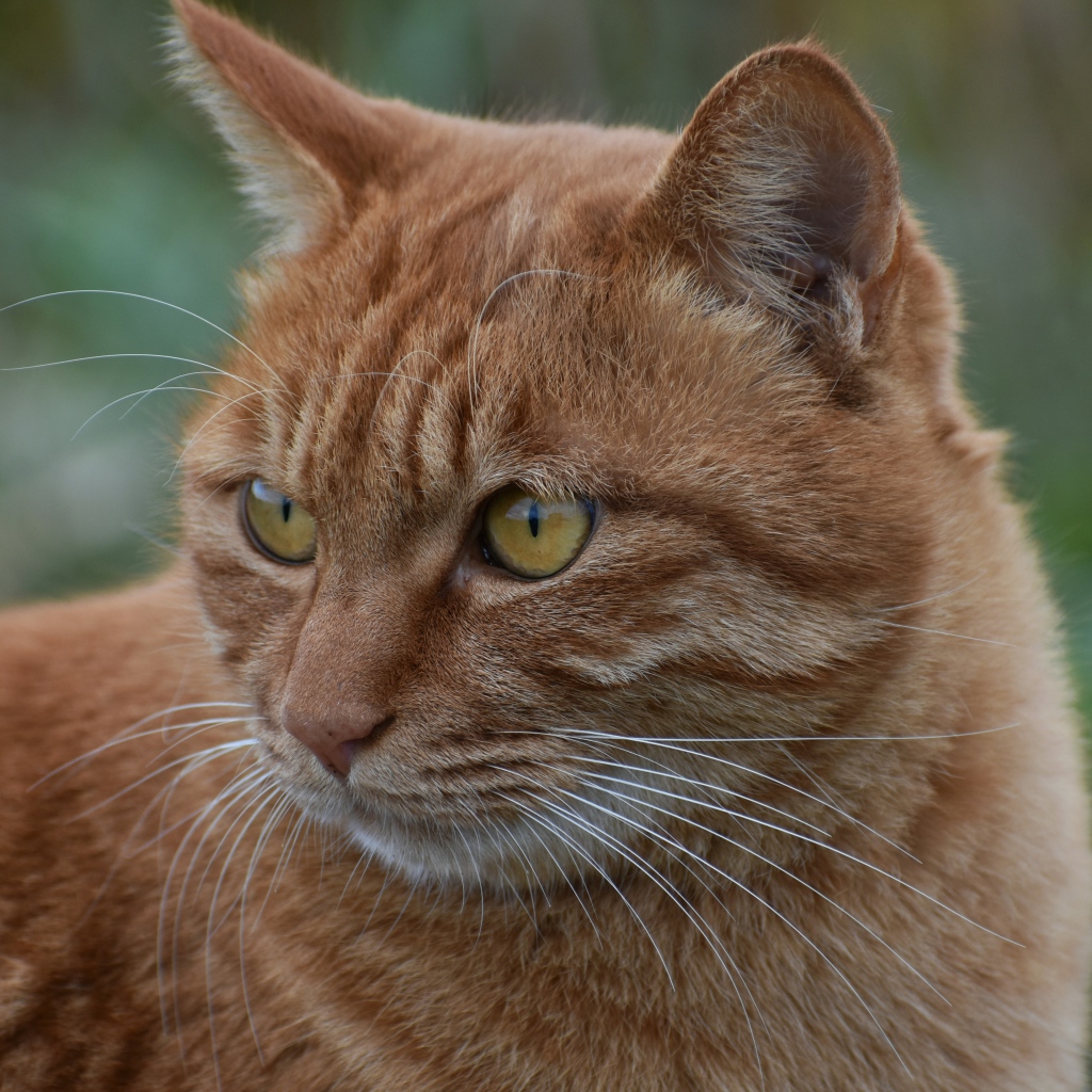 Большой рыжий кот с желтыми глазами смотрит 