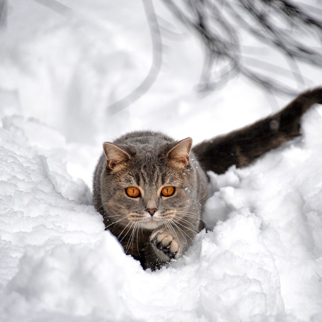 Большой серый кот пробирается по снегу