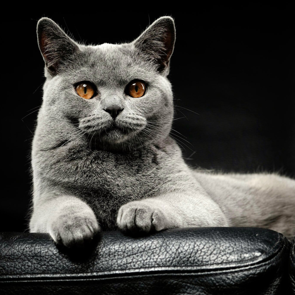 Большой серый породистый кот лежит на кожаном диване