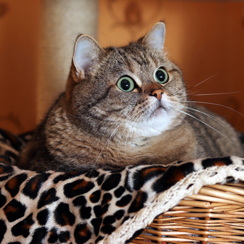 Большой породистый серый кот лежит в корзине