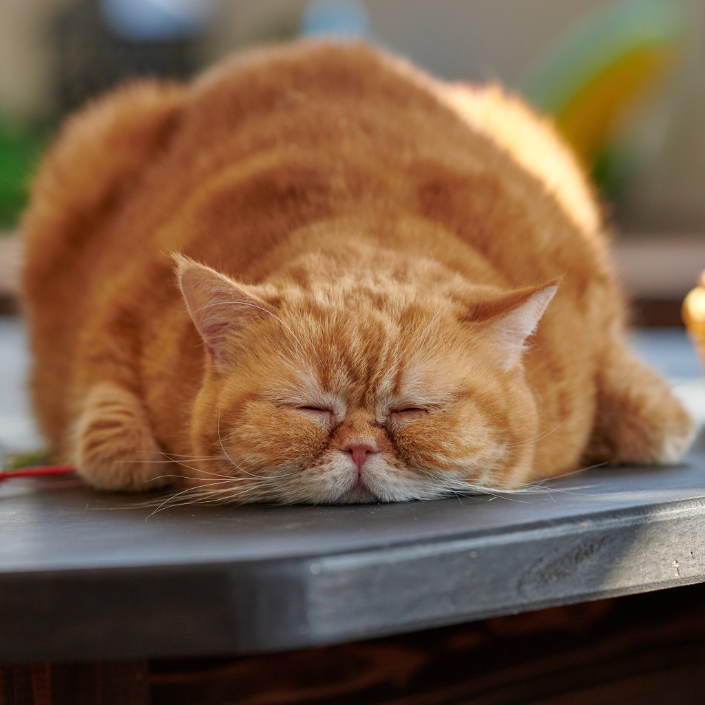 Большой породистый рыжий кот лежит на столе