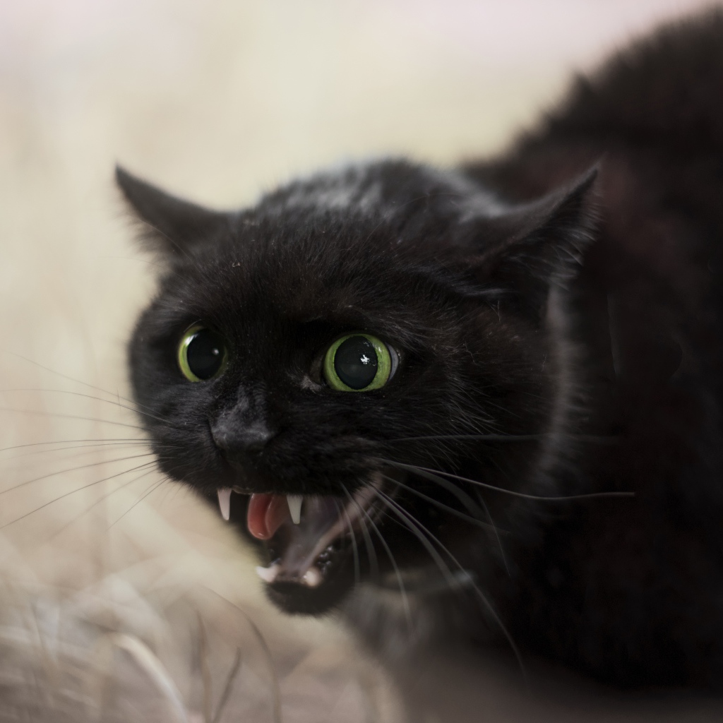 Черный агрессивный кот с острыми клыками 