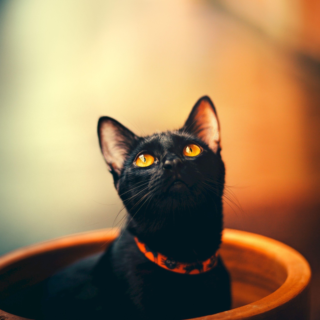 Черный кот с оранжевыми глазами в ошейнике