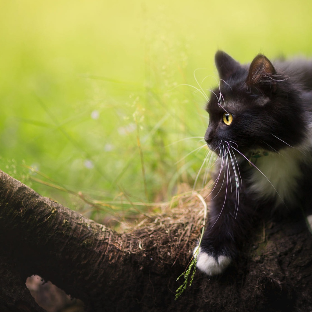 Черный котенок смотрит на бабочку на дереве 
