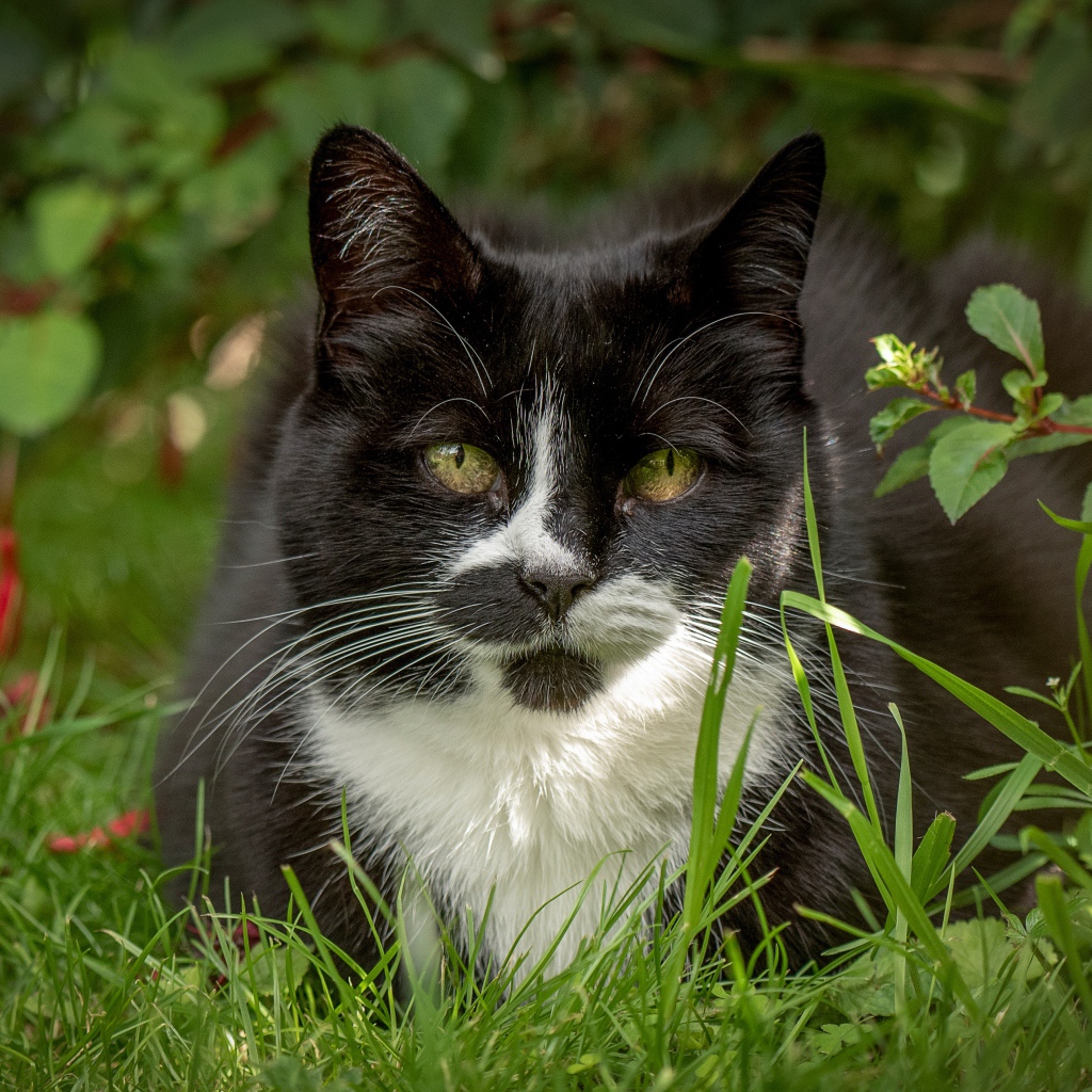 Black with white cat sits in green grass.