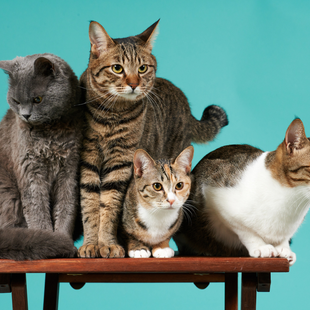 Коты сидят на деревянной лавке на голубом фоне