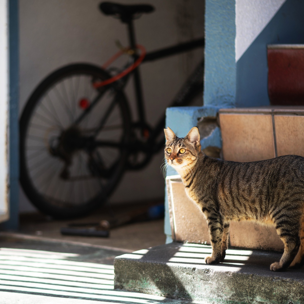 Любопытный серый кот стоит на ступеньках 