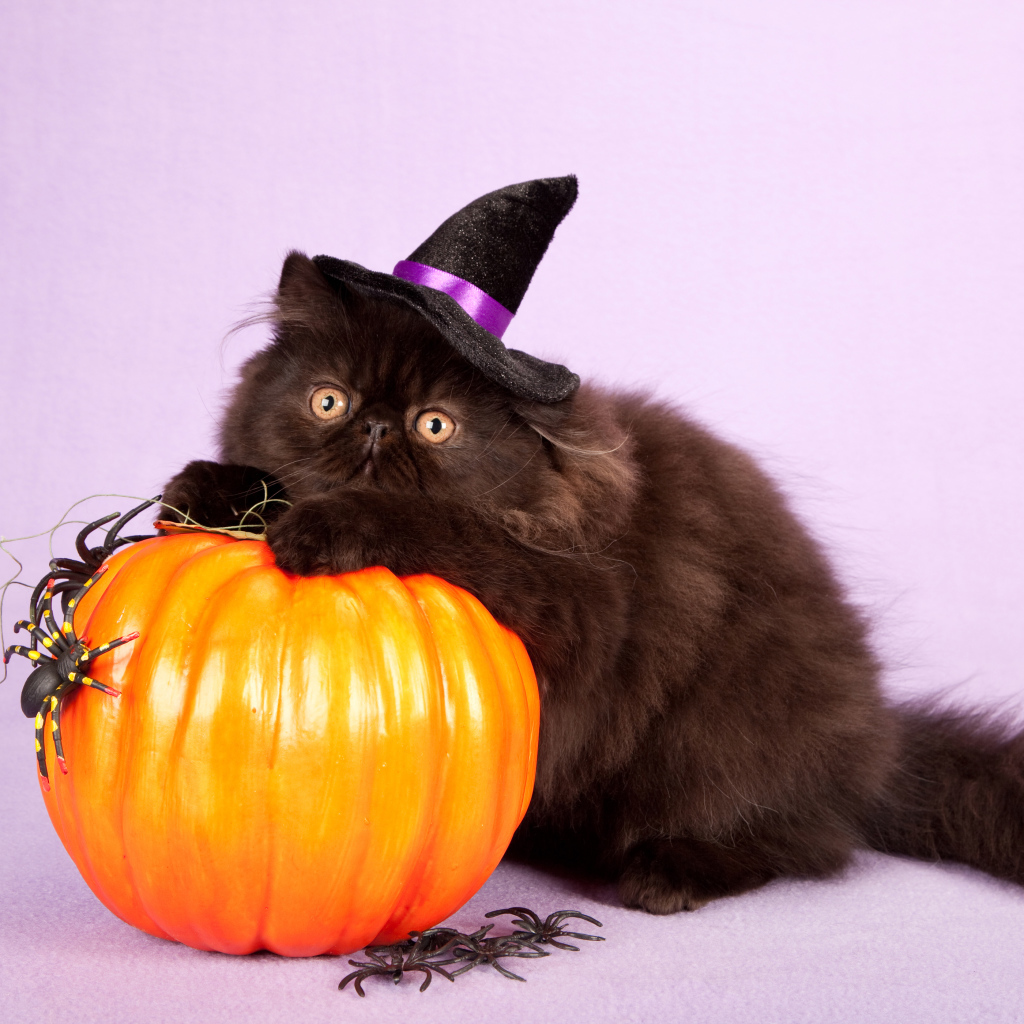 Пушистый черный кот с тыквой на Хэллоуин 