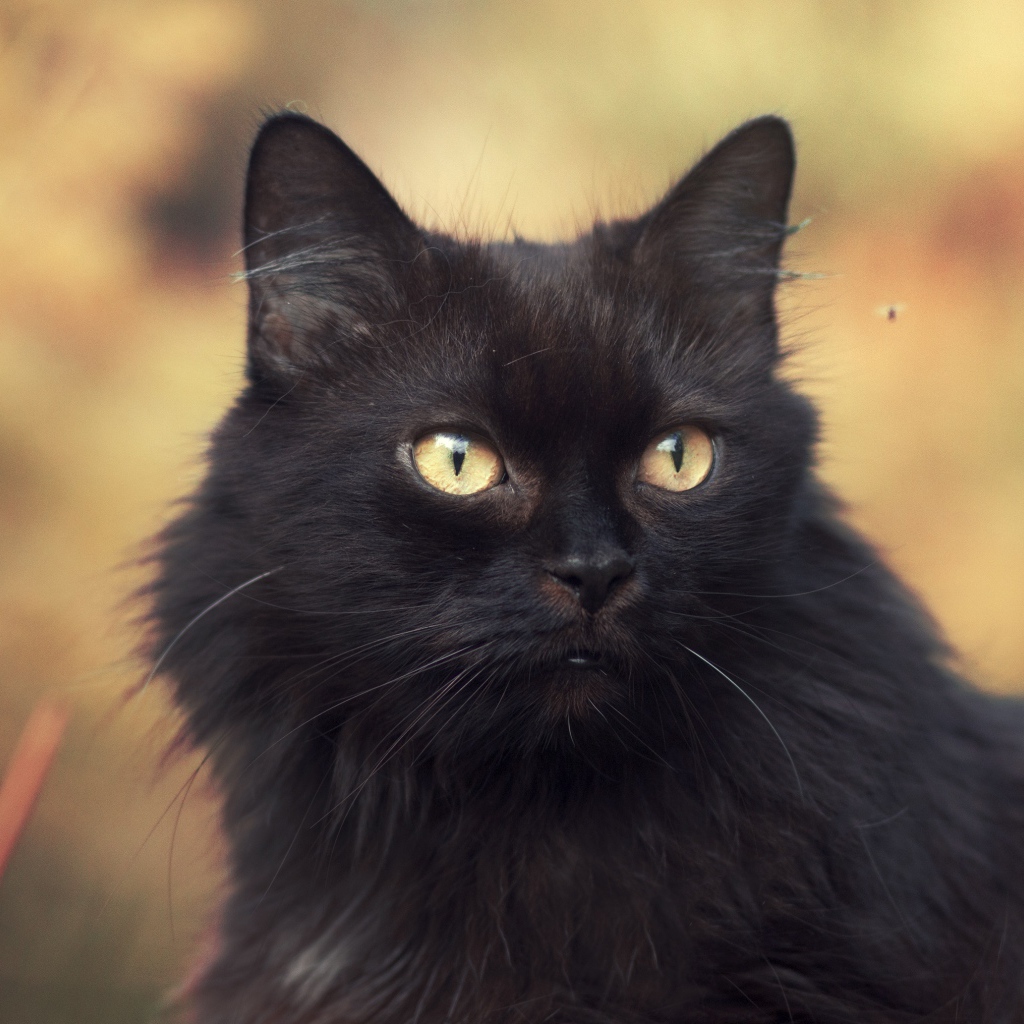 Пушистый красивый черный кот крупным планом