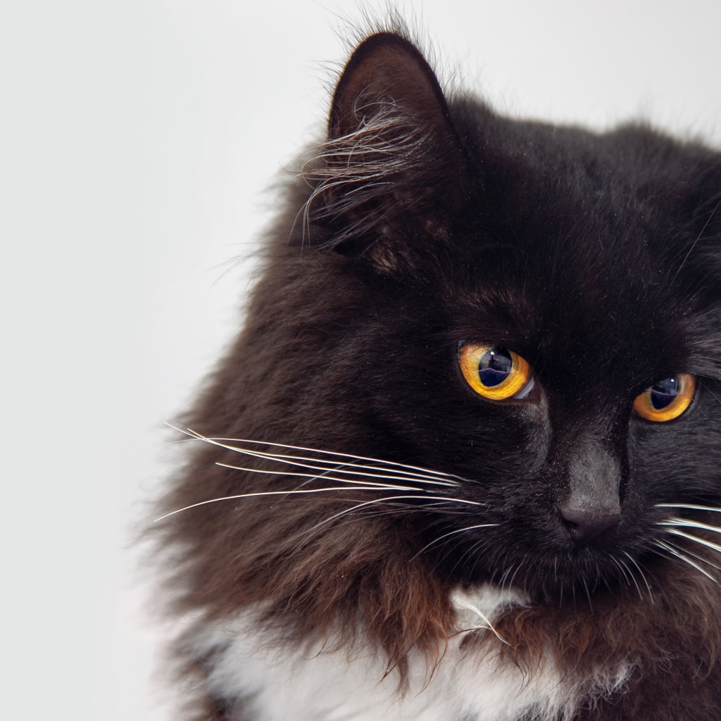 Пушистый черный кот с оранжевыми глазами морда крупным планом