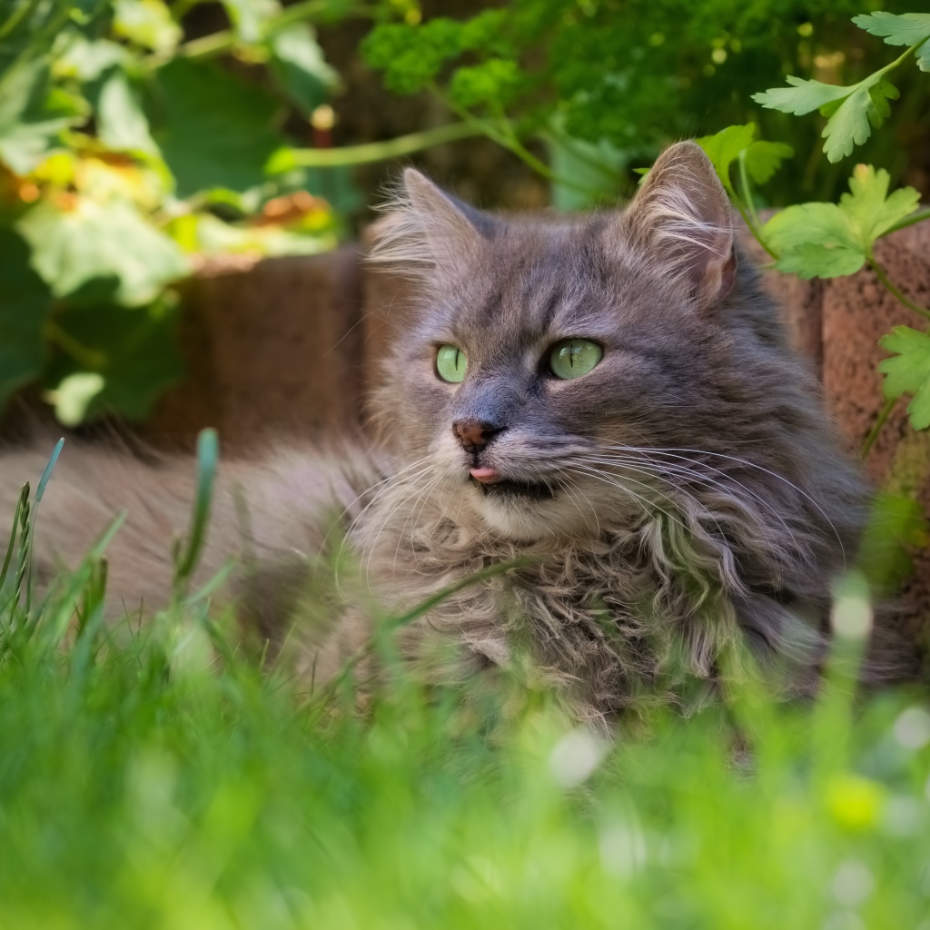 Пушистый серый кот сидит в зеленой траве