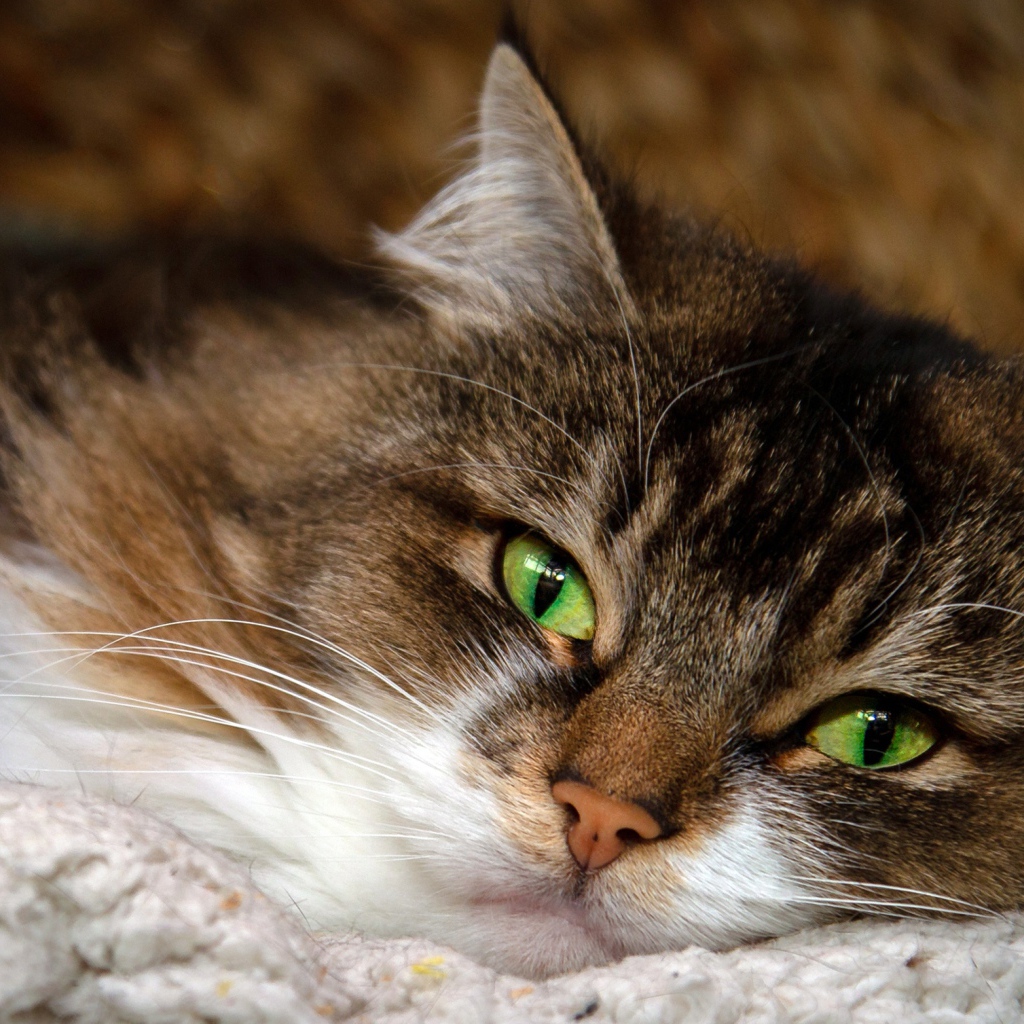 Пушистая серая кошка с красивыми зелеными глазами