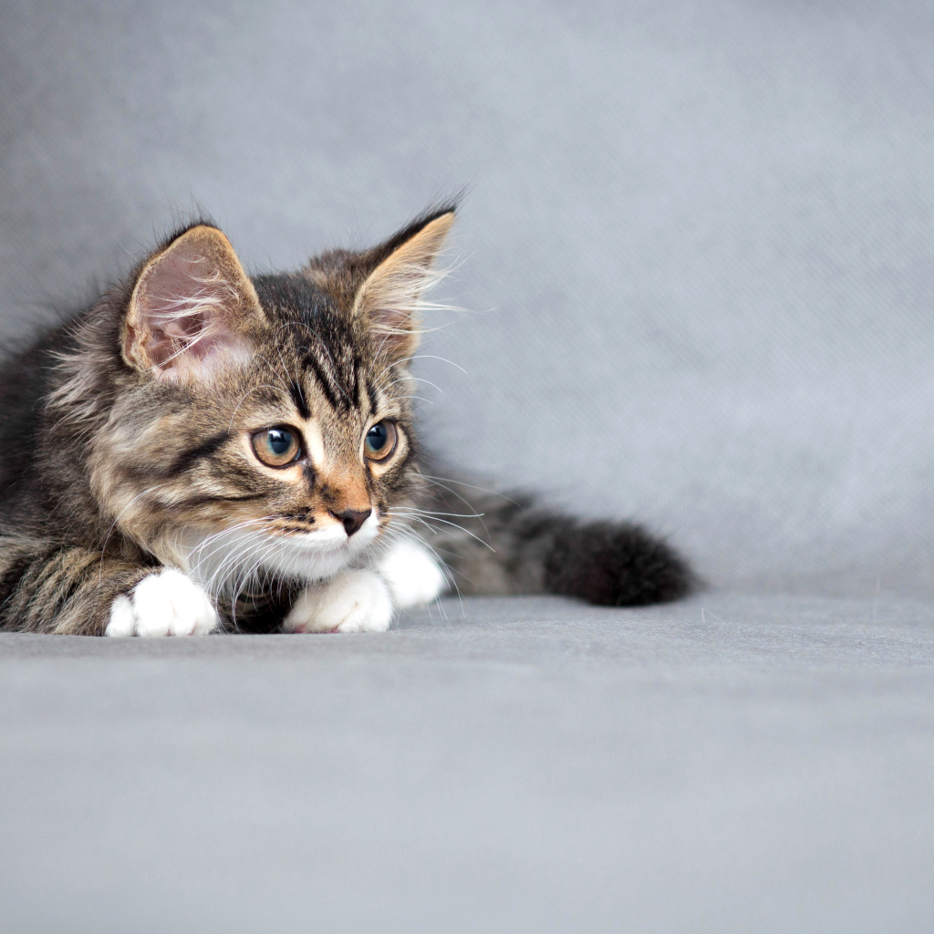 Пушистый серый котенок на сером фоне