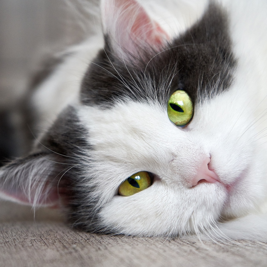 Пушистый белый с черным кот лежит на полу