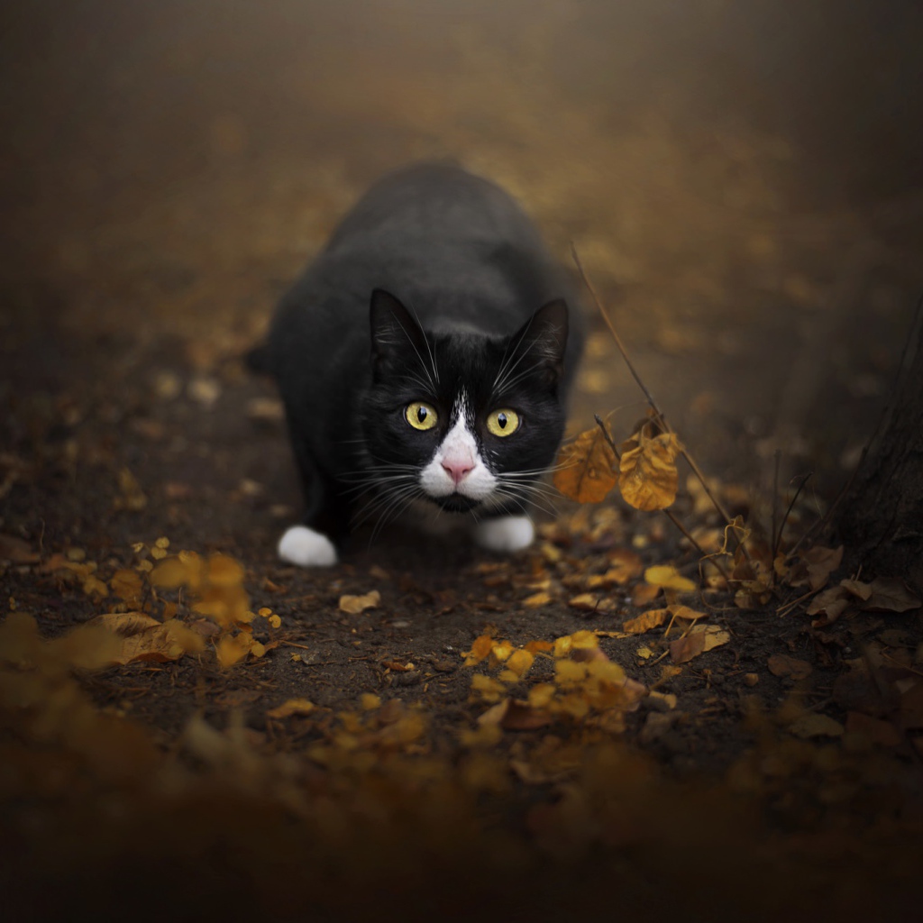 Испуганный черный с белым кот сидит на земле с опавшей листвой