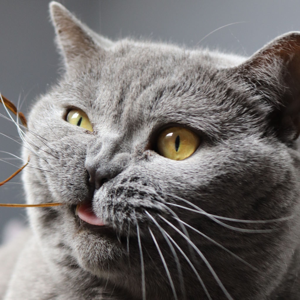 Забавный породистый британский кот грызет нитку