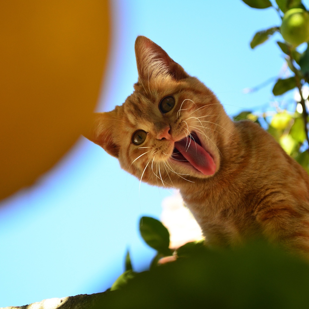 Смешной рыжий кот показывает язык