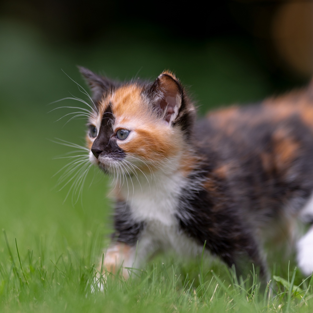 Забавный трехцветный котенок идет по зеленой траве