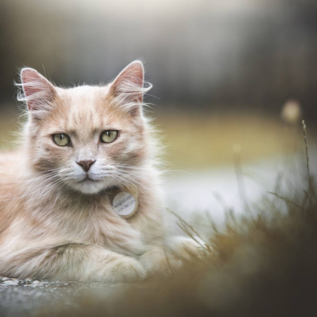 Рыжий зеленоглазый кот лежит на земле 