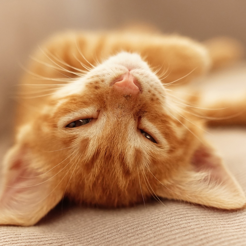 Рыжий котенок дремлет на кровати