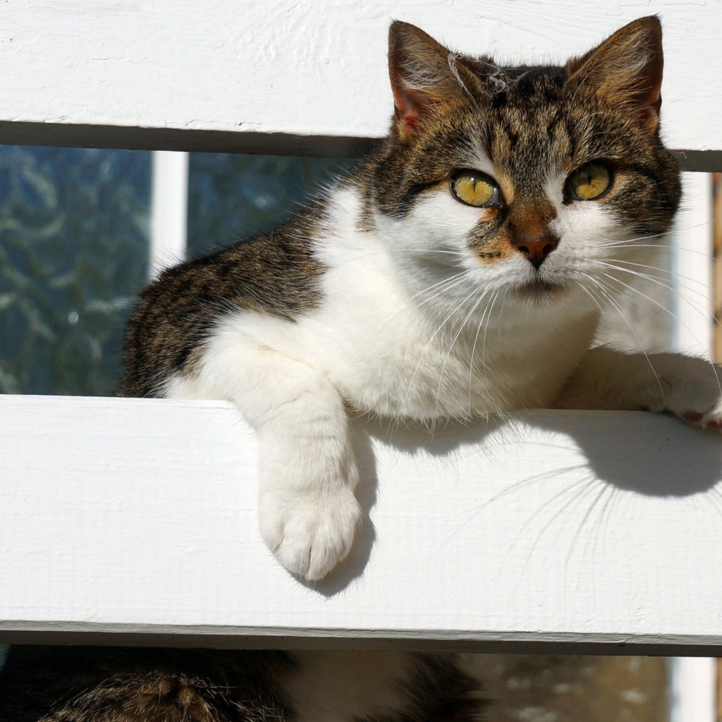 Серая с белым кошка у забора